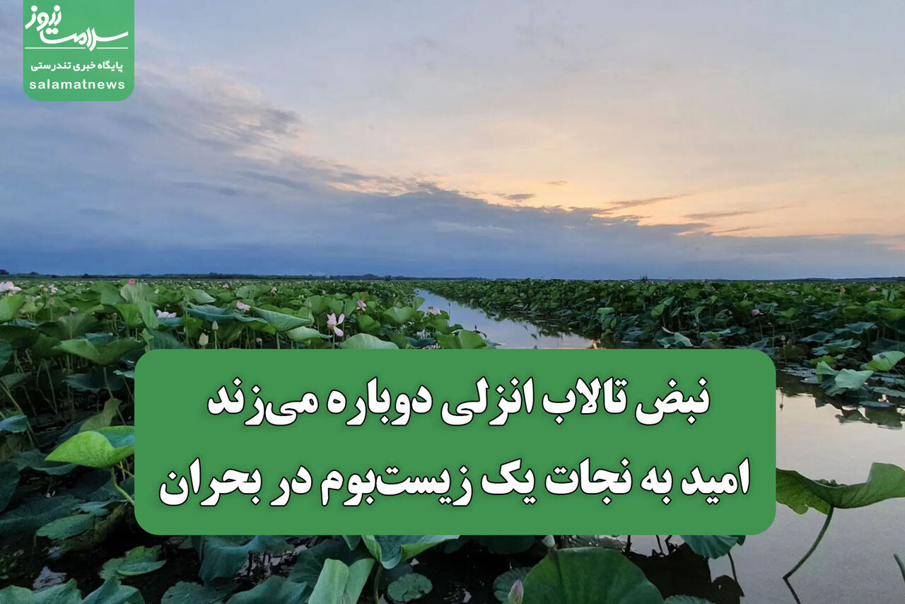 نبض تالاب انزلی دوباره می‌زند/ امید به نجات یک زیست‌بوم در بحران