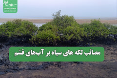 مصائب لکه های سیاه بر آب‌های قشم