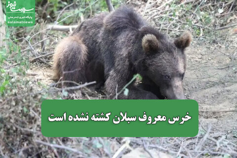 خرس معروف سبلان کشته نشده است
