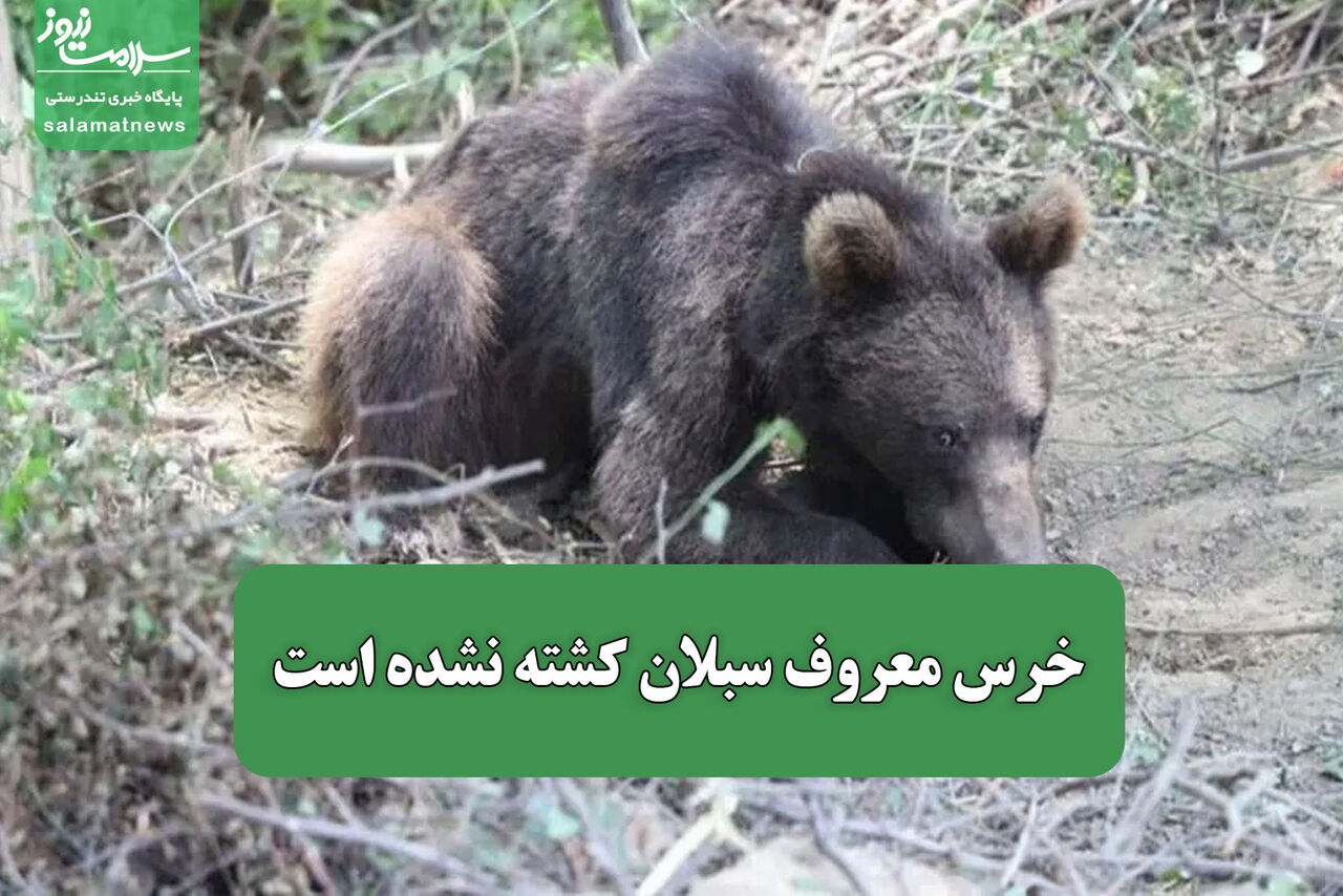 خرس معروف سبلان کشته نشده است