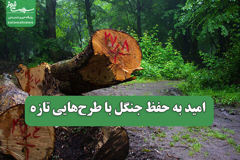 امید به حفظ جنگل با طرح‌هایی تازه