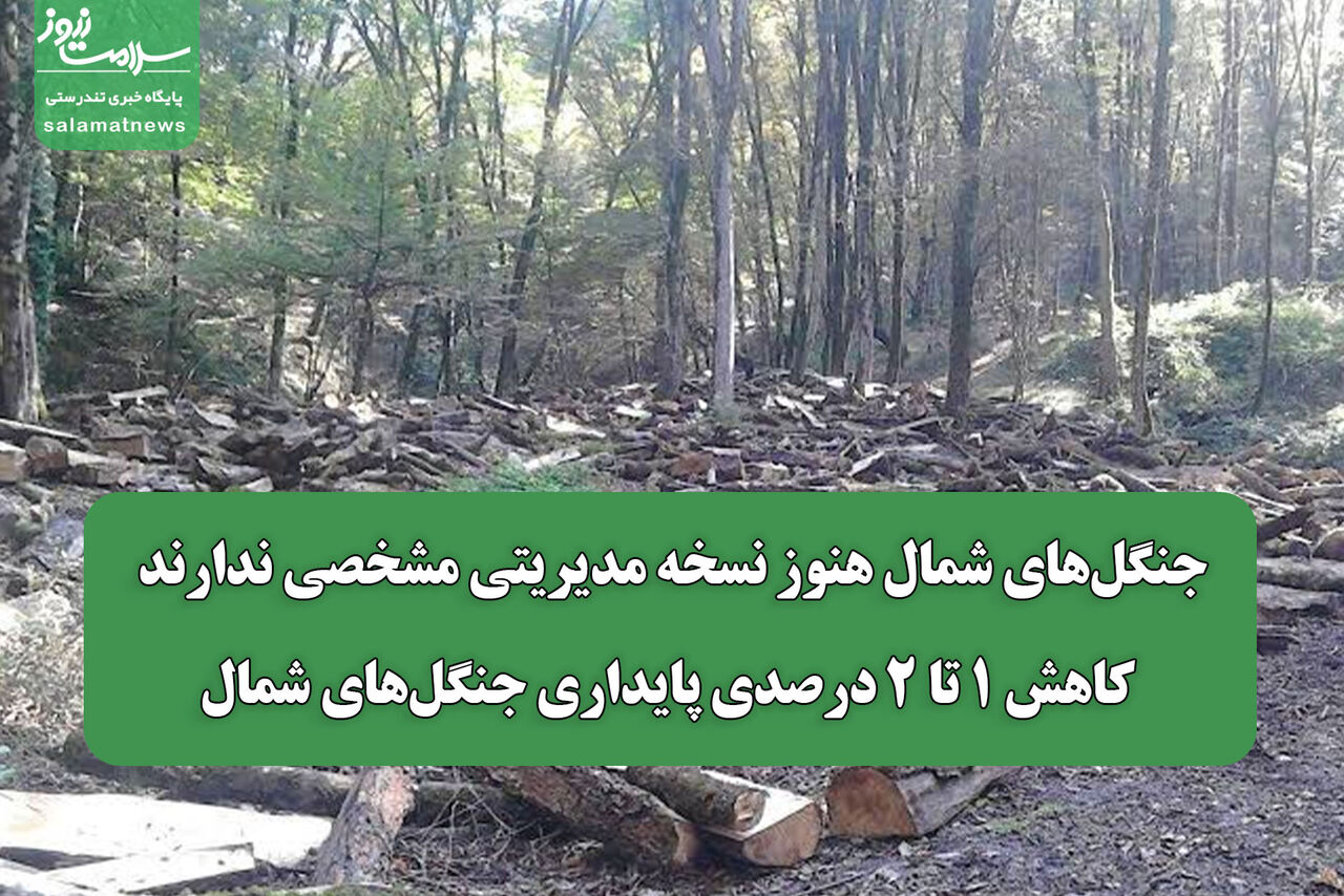 جنگل‌های شمال هنوز نسخه مدیریتی مشخصی ندارند/ کاهش ۱ تا ۲ درصدی پایداری جنگل‌های شمال