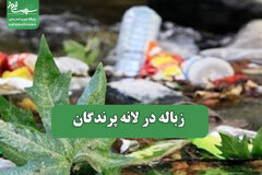 زباله در لانه پرندگان