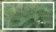 گیاهی تلخ که فواید زیادی دارد