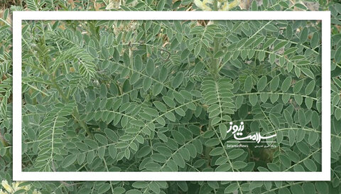گیاهی تلخ که فواید زیادی دارد