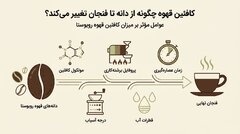 کافئین قهوه چگونه از دانه تا فنجان تغییر می‌کند؟
