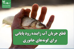 قطع جریان آب زاینده رود پایانی برای گونه‌های جانوری