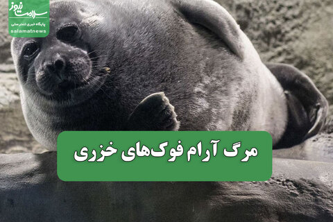 مرگ آرام فوک‌های خزری