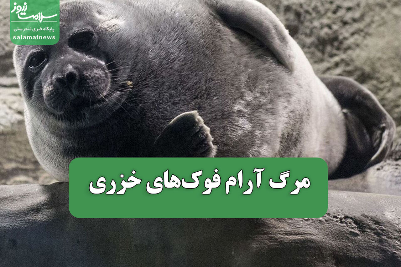 مرگ آرام فوک‌های خزری