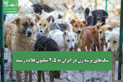 سگ‌های پرسه‌ زن در ایران به ۲.۵ میلیون قلاده رسید