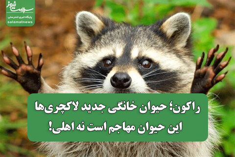 راکون؛ حیوان خانگی جدید لاکچری‌ها / این حیوان مهاجم است نه اهلی!