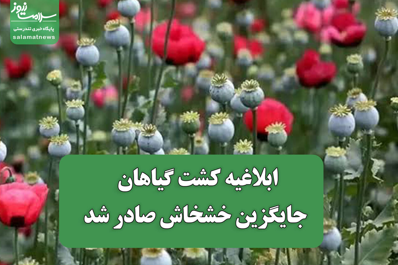 ابلاغیه کشت گیاهان جایگزین خشخاش صادر شد ابلاغیه کشت گیاهان جایگزین خشخاش صادر شد