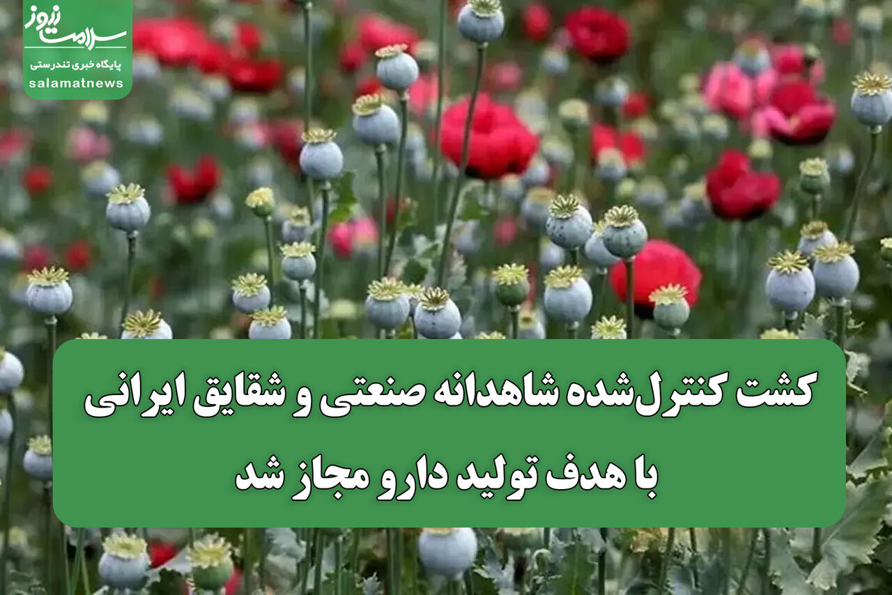 کشت کنترلشده شاهدانه صنعتی و شقایق ایرانی با هدف تولید دارو مجاز شد کشت کنترلشده شاهدانه صنعتی و شقایق ایرانی با هدف تولید دارو مجاز شد