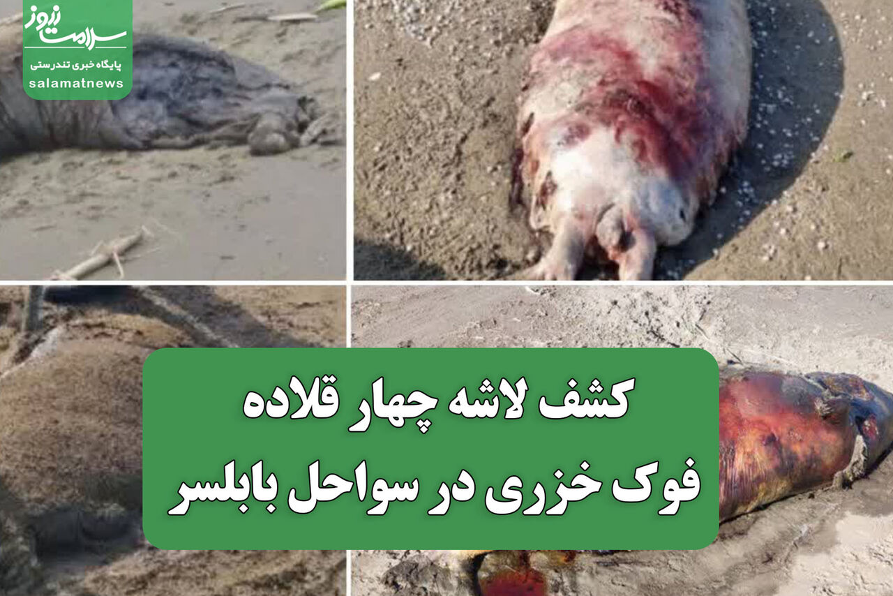 کشف لاشه چهار قلاده فوک خزری در سواحل بابلسر