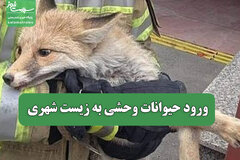 ورود حیوانات وحشی به زیست شهری