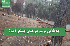 چه بلایی بر سر درختان چیتگر آمد؟