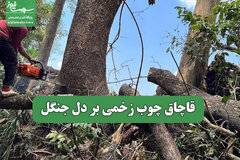 قاچاق چوب زخمی بر دل جنگل
