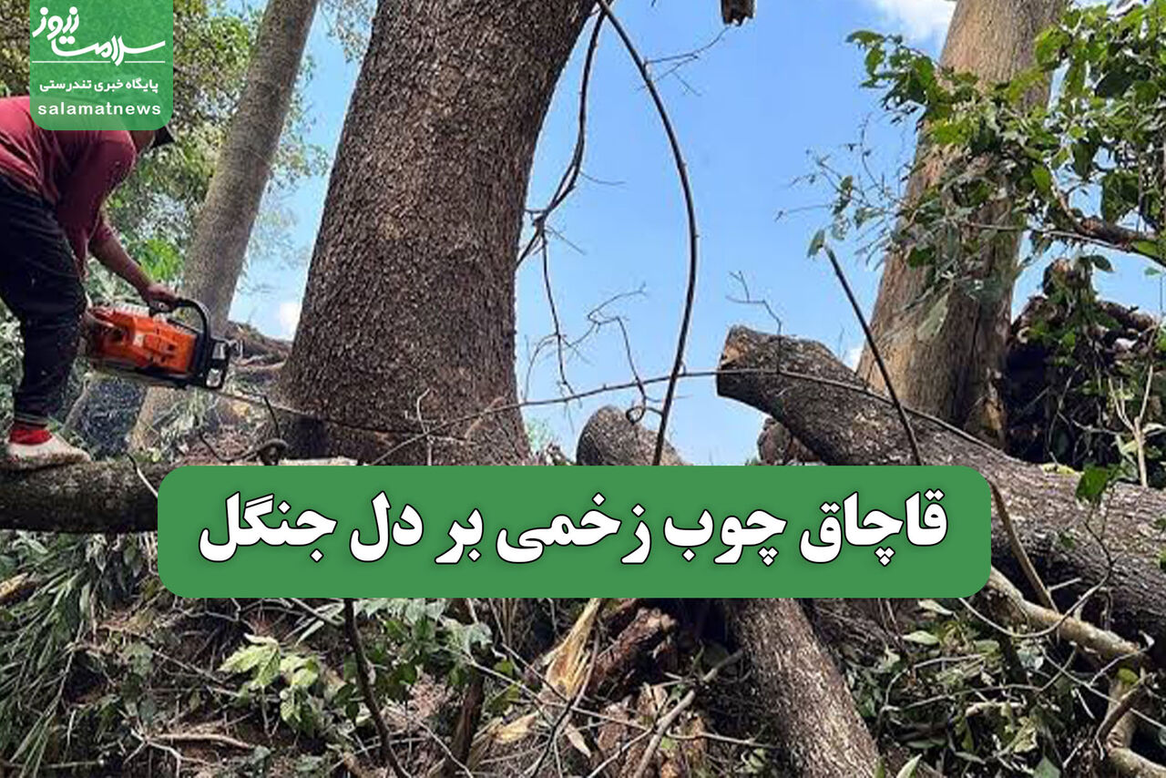 قاچاق چوب زخمی بر دل جنگل قاچاق چوب زخمی بر دل جنگل