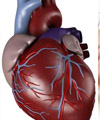 شیوع بیماری‌های قلبی در كشور رو به افزایش است