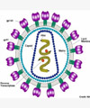 ساخت سلولهای ایمنی برای مقابله با ویروس ایدز