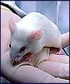 متد جدیدی برای نقشه برداری مغز موشهای زنده ارائه شد
