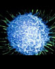 آنتی‌بادی القاكننده مرگ در سلول‌های سرطانی تولید شد