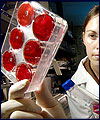 کشف مدیر کارخانه خون سازی سلولهای بنیادی !