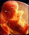 صدور مجوز سقط بعد از 4 ماهگی جنین غیر قانونی است