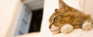 محیط حضور گربه تا 6 ماه بعد می‌تواند آلرژی‌زا باشد