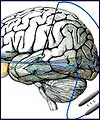 کشف فضایی از مغز که اجسام را می بیند، لمس می کند و می شنود !