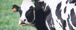 مصرف شیر گاوهای هورمونی منجر به بروز کم باروری در افراد می شود