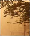 محمدی‌زاده اعلام كرد: تاثیر منفی ریزگردها بر درختان منطقه‌ جنگلی زاگرس