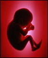احتمال مرگ جنین با رژیم پرچرب در بارداری