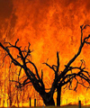 آتش سوزی پارک ملی گلستان مهار شد
