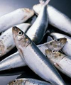 ماهی‌های خزر آلوده‌اند؟