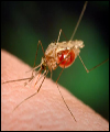 تاکنون در ایران کسی از طریق انتقال خون مالاریا نگرفته است
