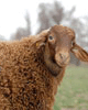 آخرین وضعیت رویانا، گوسفند شبیه‌سازی شده در ایران