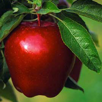 بیماران قلبی میوه‌های قرمز رنگ بخورند