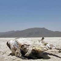 دریاچه ای که به دشت نمک تبدیل شد/ "بختگان" نیازمند طرح مطالعاتی ویژه