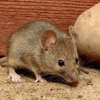 موش ها همچنان کنار نجف‌آبادی‌ها زندگی می‌کنند
