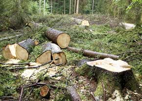 جنگل‌ها و مراتع شمال با کدام توجیه تخریب می‌شوند؟
