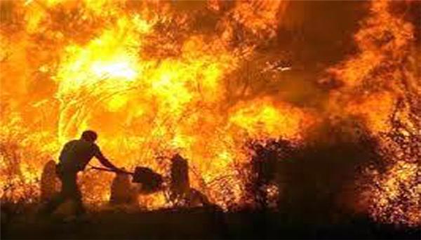 هشدار نسبت به آتش‌سوزی جنگل‌ها با افزایش دما