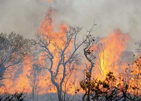 هلال احمر برای خاموش کردن آتش جنگل گلستان از محیط زیست پول می خواست
