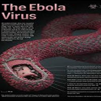 زنگ خطر ابولا بلندتر شد
