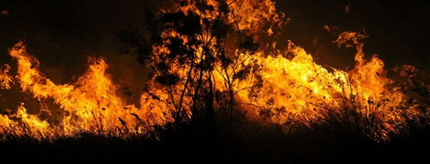 عکس/تنها جزیره ایرانی خزر در آتش می‌سوزد