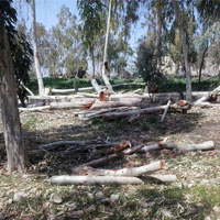 قلع و قمع بیش از 100 درخت در پارک بهارستان تهران