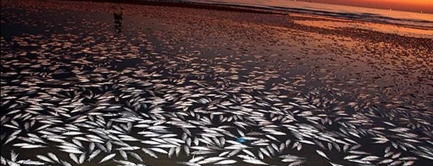 ماهی های ساردین در دریای عمان غرق شدند