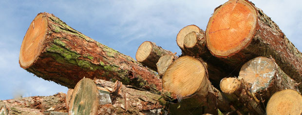 عوامل افزایش قاچاق چوب چیست؟