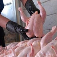 تولید خمیرمرغ مجاز شد/ کشتار مرغ‌های پیر برای تولید