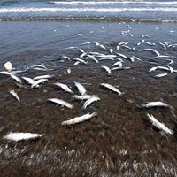 عکس/مرگ هزاران ماهی در جزیره کیش